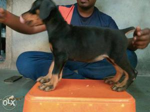 Urgent sell only  (doberman)female 4month old with