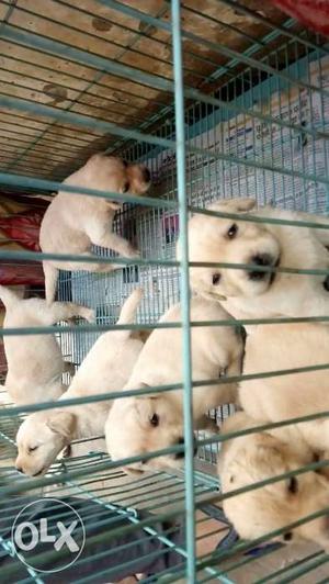 Very cute labrador retiver puppy