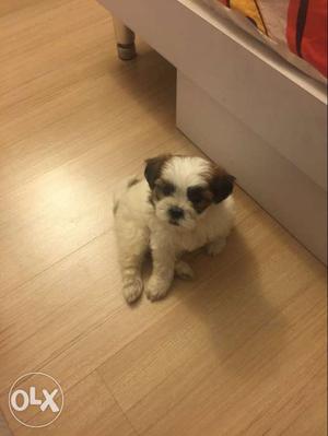 Very healthy & lovable 50 days old shih tzu pup