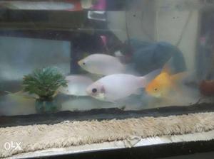 Want to sell my fishtank with 5 fish and tank