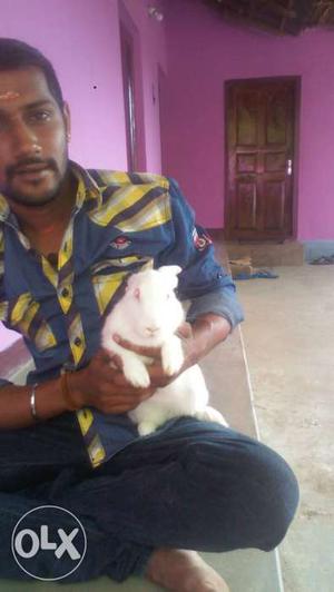 Want to sell our pet white fur rabbit