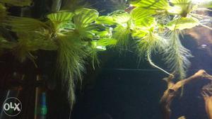 Water lettuce aquarium plant