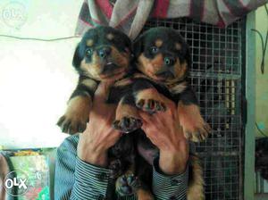We dignos the best quality (543) Rottweiler pups