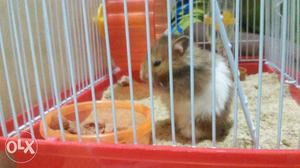 White And Brown Hamster