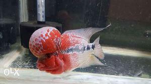 White And Red Flowerhorn Cichlid