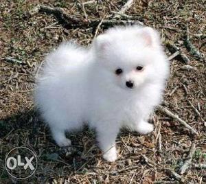 White Japanese Spitz Pomeranian puppies avable pure breed