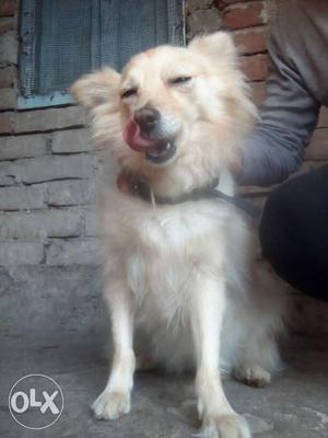 White Long-coated Dog