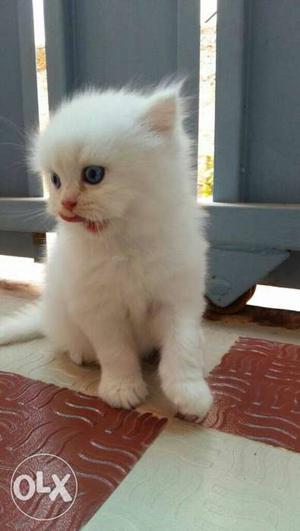 White and black Persian Kitten