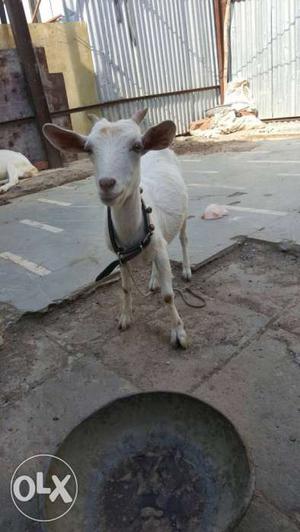 White bantam female goat for sale 4 daat.