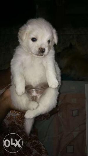 White color female terror puppy (1 month)