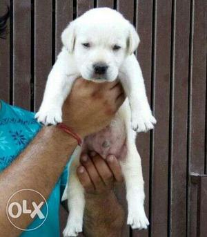 White colour labradore puppy available male 