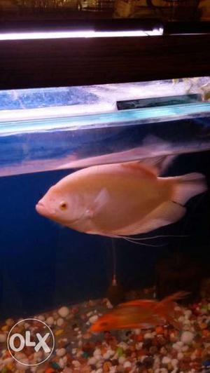 White gourami for active and healthy