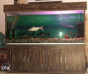 Wooden top Aquarium + Wooden Almira+3 Shark
