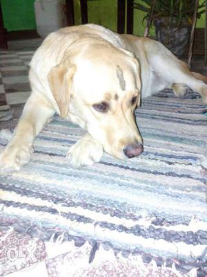 Yellow Labrador Retriever Female ready for mating 9 month