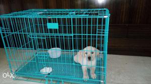 Yellow Labrador Retriever Puppy In Dog Crate