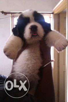 = ats we have Saint Bernard puppies pure Import for sales