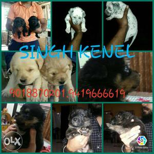 All.dog available best breeds in best rate
