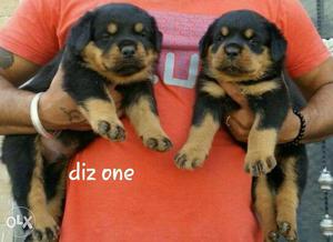 Bruno kennel male and feemale puppy with paper call me now