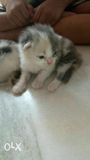 Gray And White Short Coated Kitten