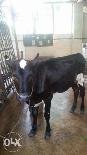 HF black and white cow 15 months old for sale