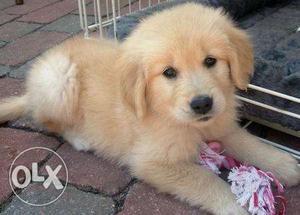 Pets kennel:-Golden retriver most Talented puppies sale ur