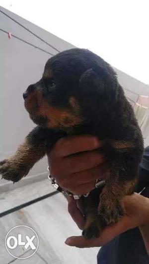 Rottweiler male champion breed of 26 days having 20 fingers.