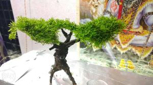 Riccia bonsai tree... For aqarium nature scape or