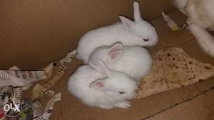 1 pair rabbit baby available