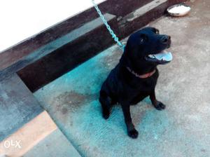 ,2.5 year old black female Labrador... helthy and