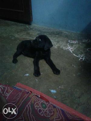 2 Months old Labrabor_female