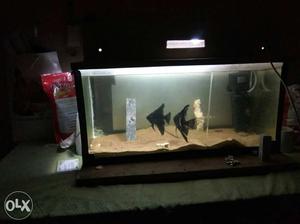 2 feet aquarium