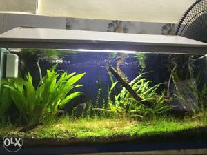 2 feet planted fish tank