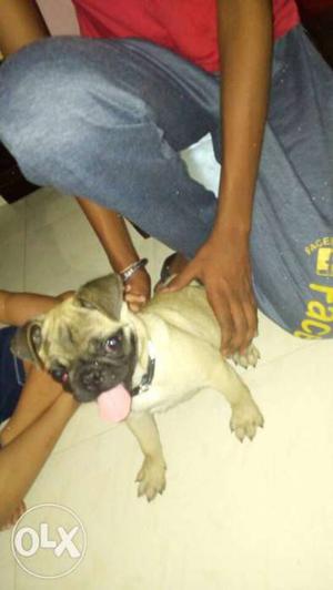 2 months old pug for sale