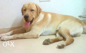 2 year old Labrador dog for mating. Persons