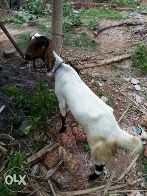 2 year old feemale jamunapari goat for sale,edava