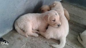 23 days old high breed golden retriever puppy's