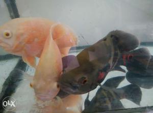 3 Oscar Fishes, big size