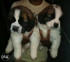 38 days old female St. Bernard puppy. with out
