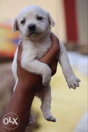 5 labrodor female puppy sell n also sell in