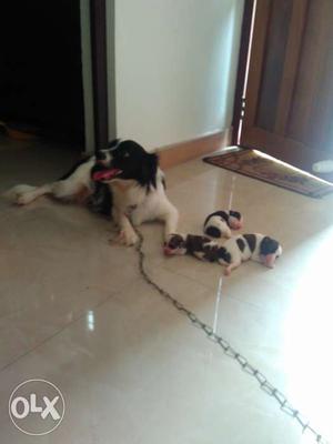 A mother dog and 3 cute puppies for sale