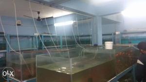 All type of aquarium fishes and accessories in wholesale