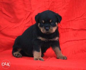 Am. Bully, GSD, Rottweiler, Am. Pitbull Available At Make My