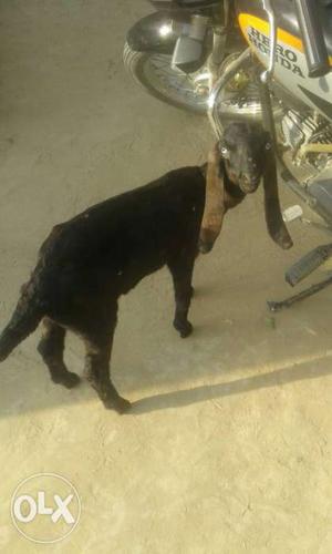 Ambarsariya goat age 23days