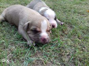 American Pitbull Terrier Blue Color Blue Eye Available at