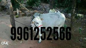 Andhra punkanoor cow at angamaly