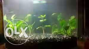 Aquarium with plants