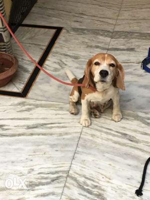 Beagle female for sale proper marking