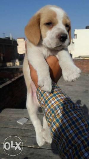 Beagle male puppy available..lemon colour