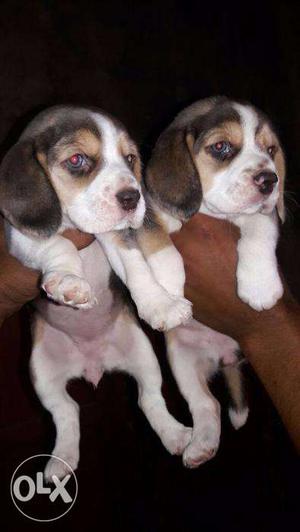 Beagle puppies superb quality 100% guaranteed breed puppies