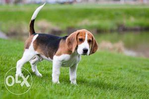 Beagle puppy,pure breeded, best quality
